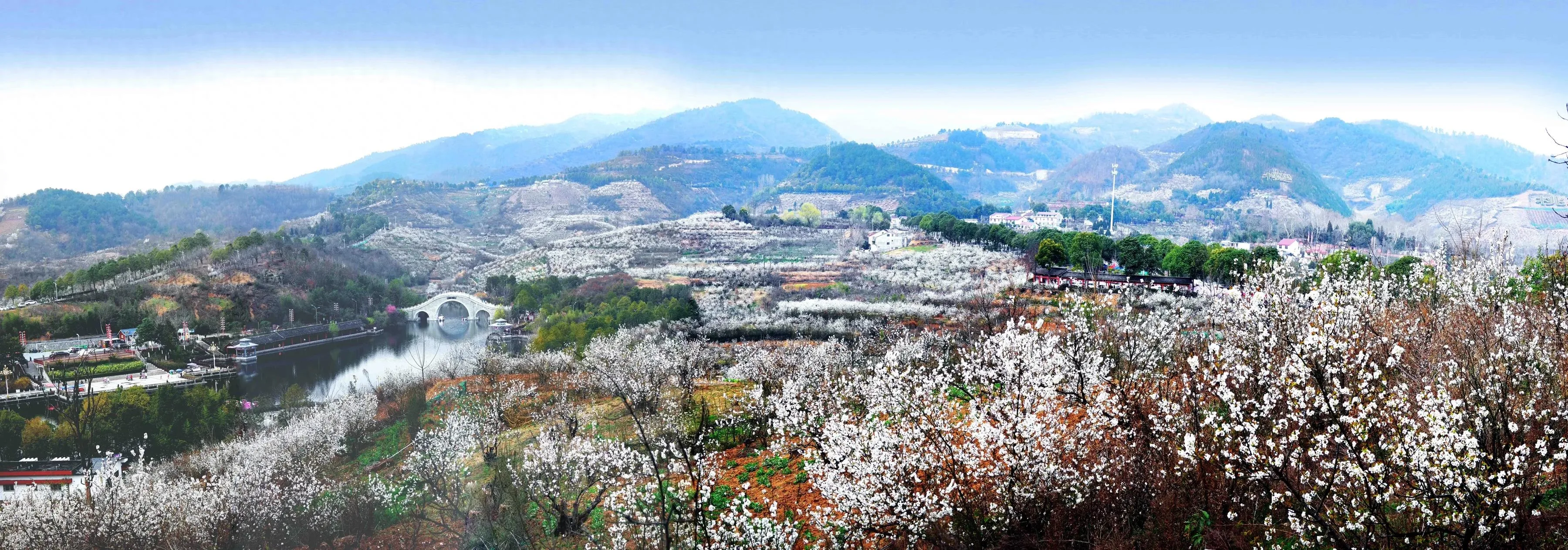 西乡樱桃花海盛放 踏青采风活动启幕