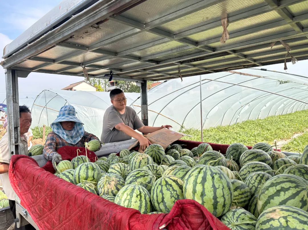 亩产 7000 斤!汉中这片瓜果地,夏日丰收太治愈
