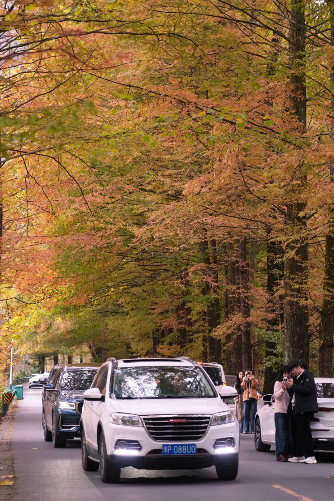 漫山红叶里，留坝接住了千里之外的奔赴