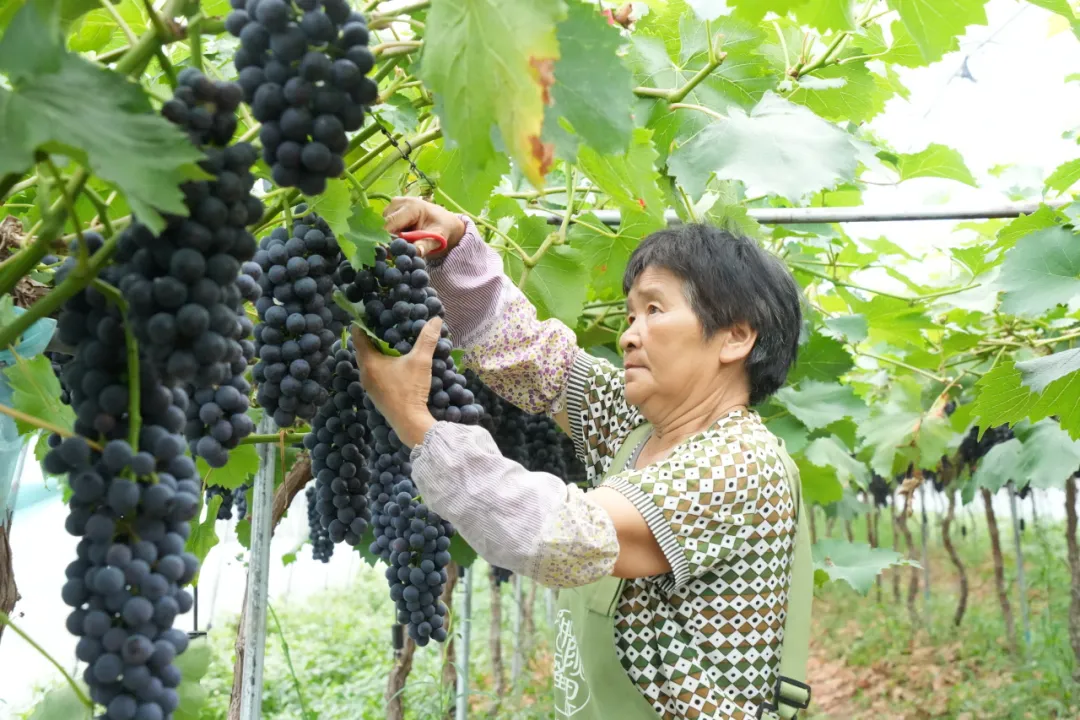 不催熟、不膨大!汉中这里的葡萄供不应求→