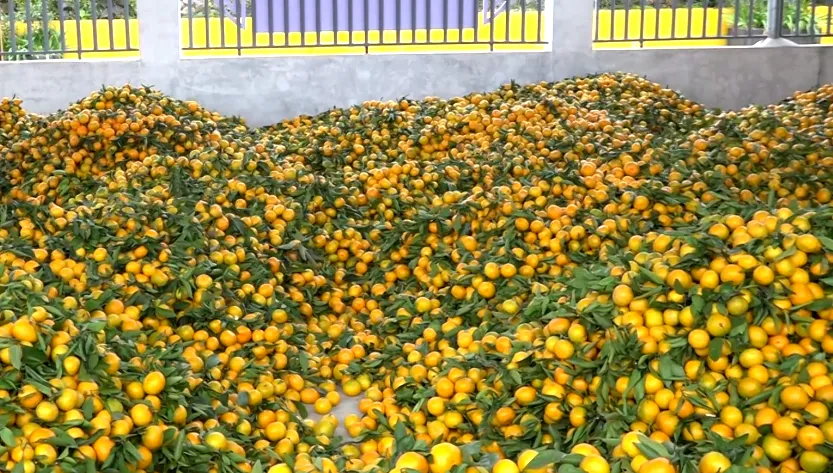 汉台电视新闻 | 花果村:农旅融合助力乡村振兴