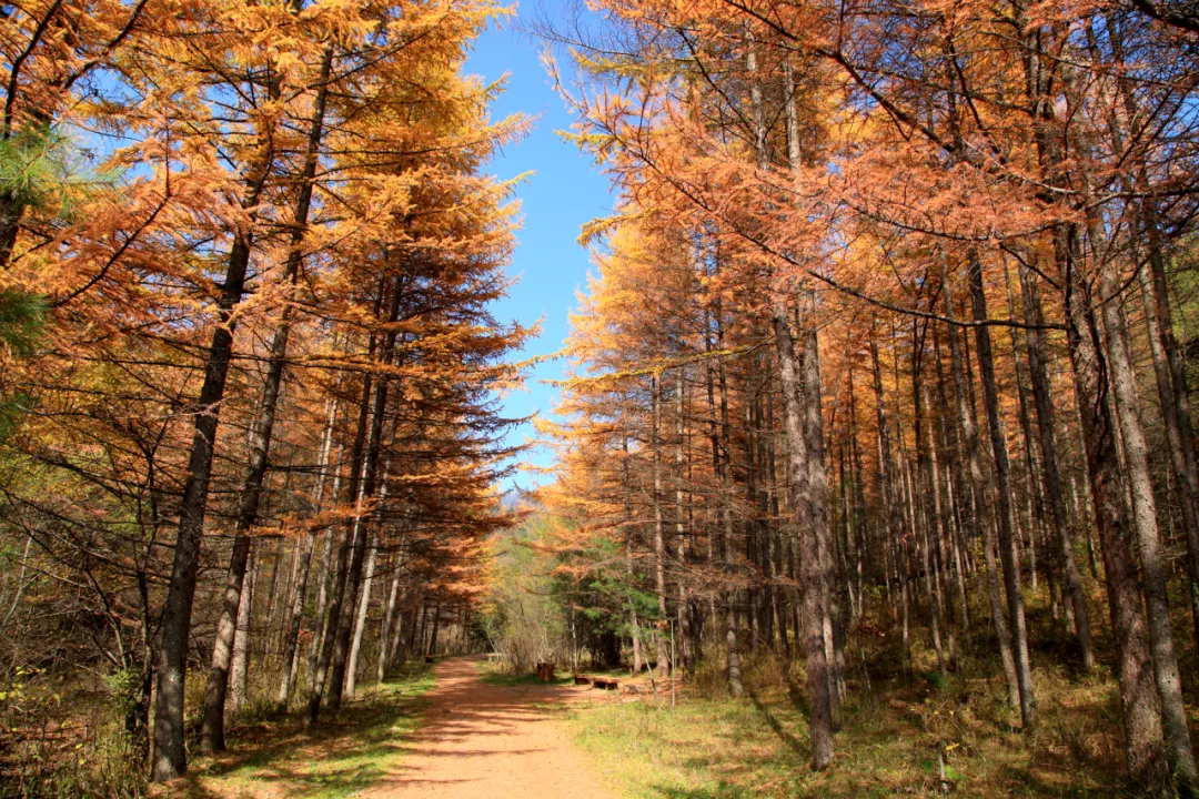 邂逅秦岭最美廊道，赴一场留坝秋日之约