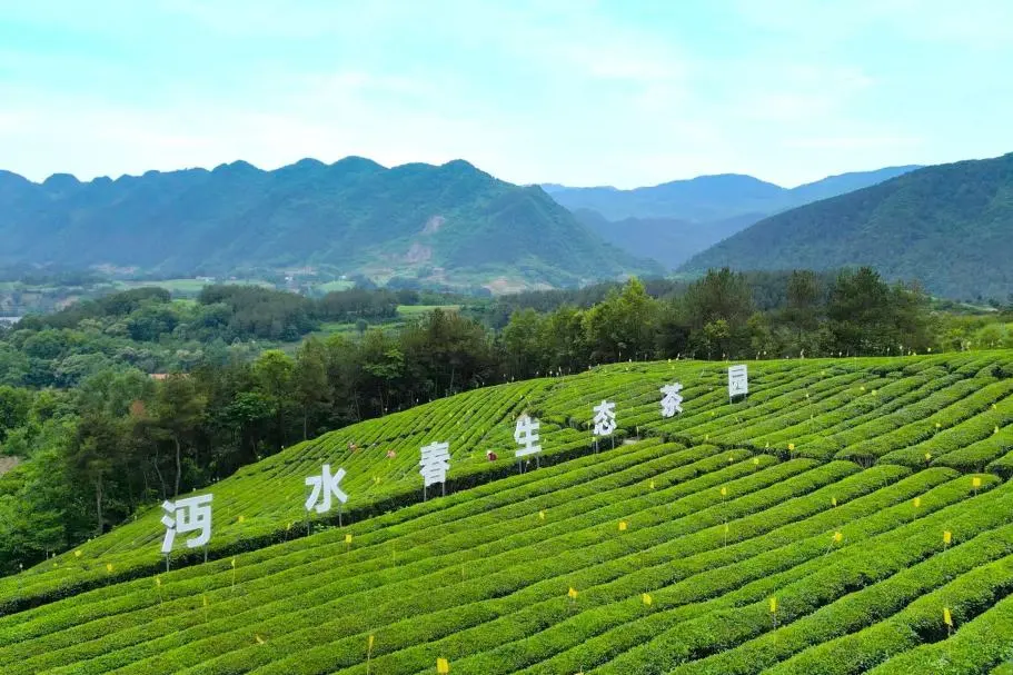 订单接到手软！汉中茶界“黑马”逆袭→