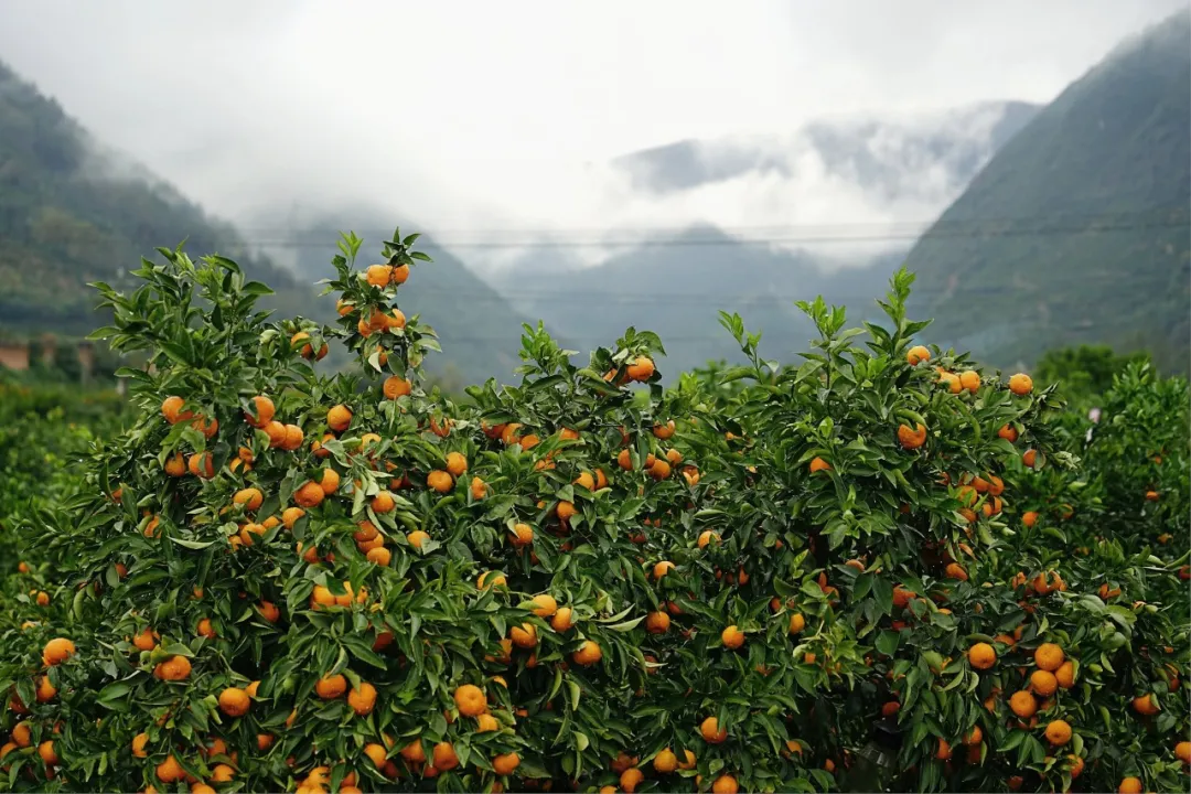 全国首个桔皮融合茶品！预计亩收益翻10倍→