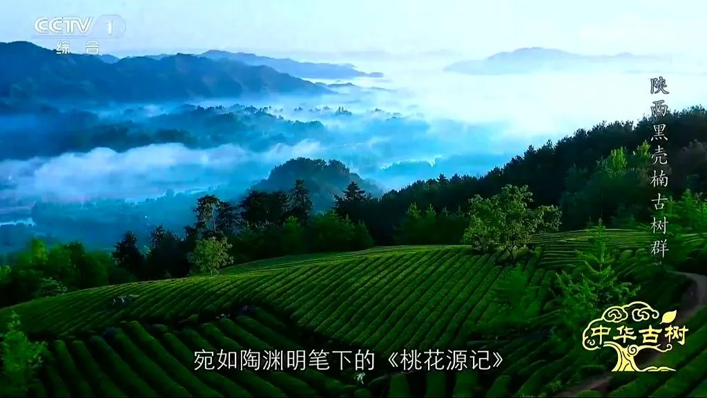 央视聚焦！西乡这片古树林惊艳了全国！