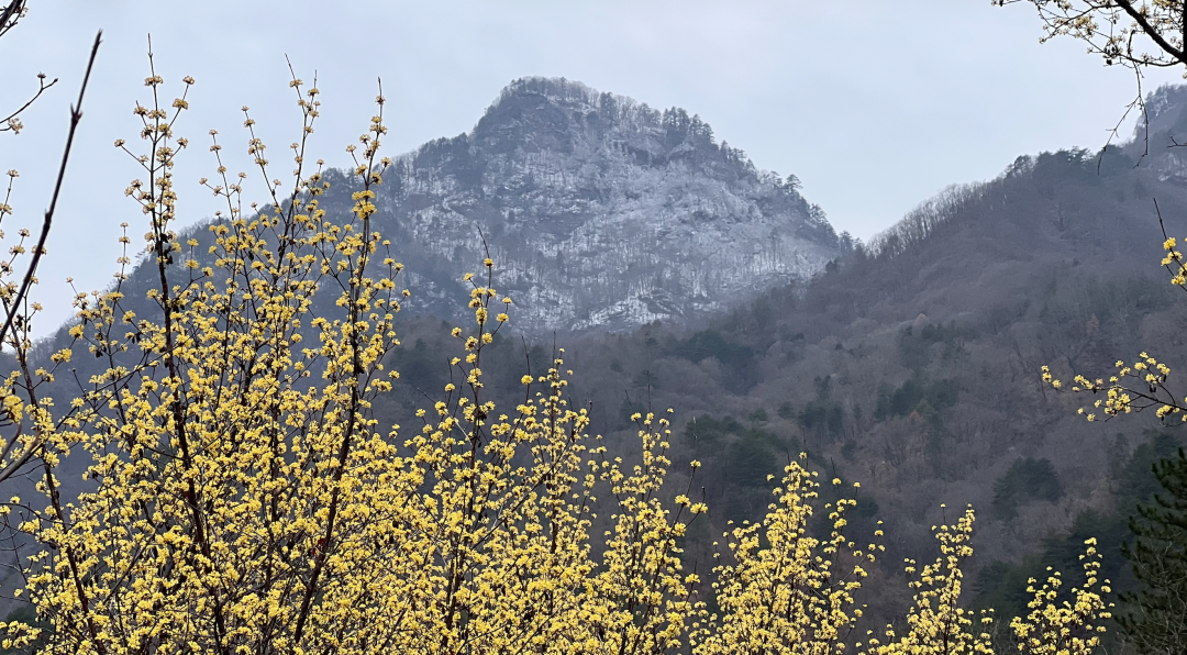 佛坪春日漫之旅：雪山缀金黄，烟火伴清欢，这才是春天该有的样子