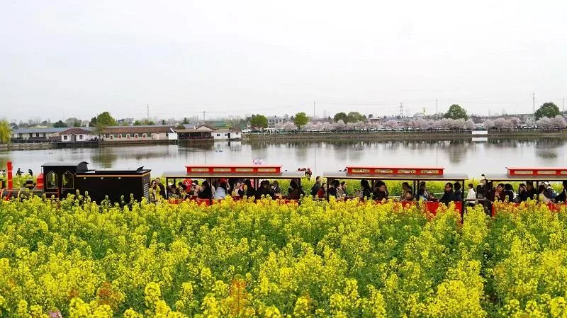 2025最美油菜花海汉中春季文旅消费季汉台系列活动启动