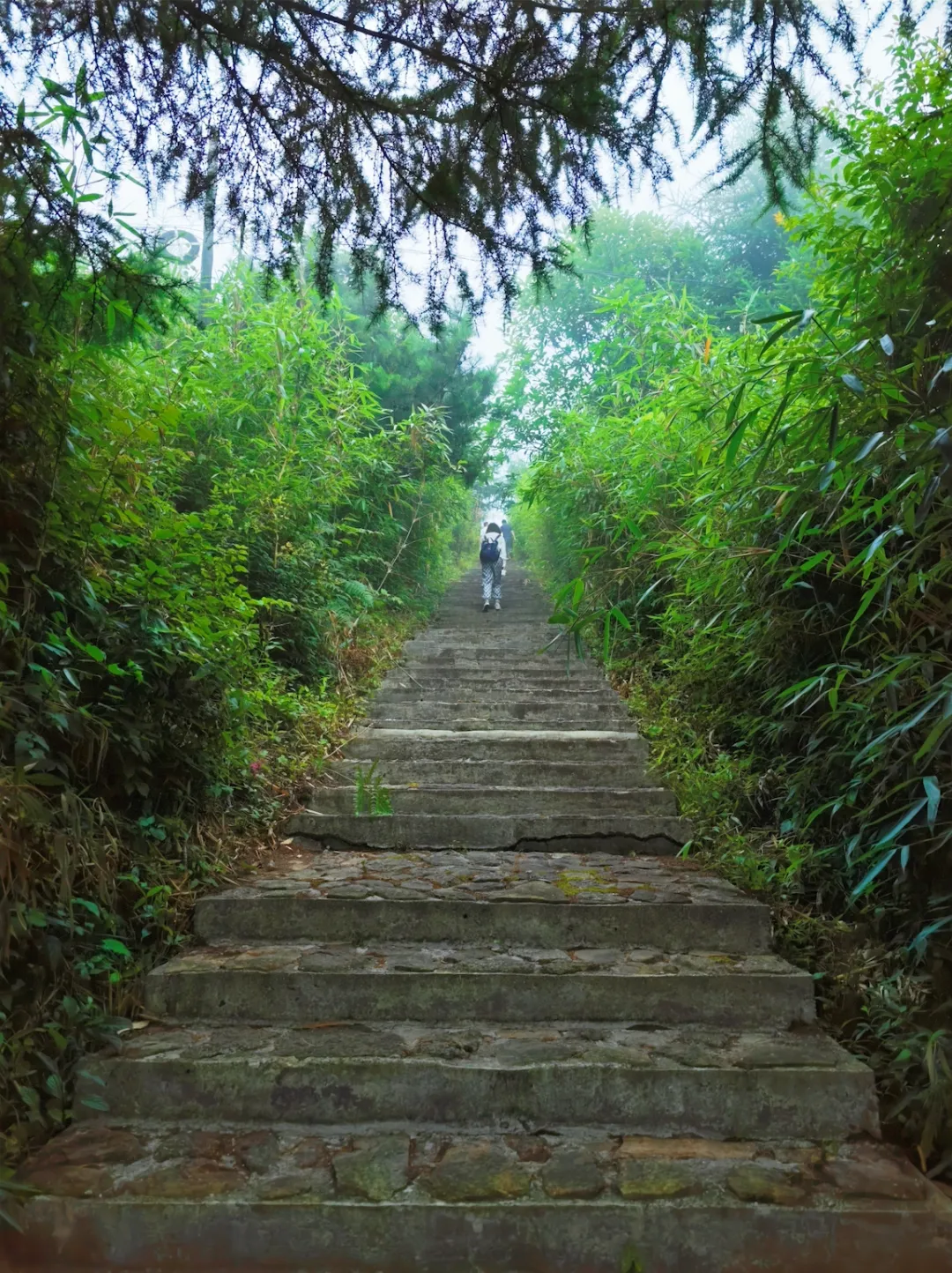 20℃云雾仙境,藏在宁强的夏日避暑秘境