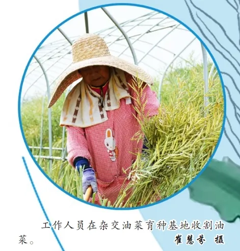 中国油菜的“汉中芯”！探寻背后硬核→