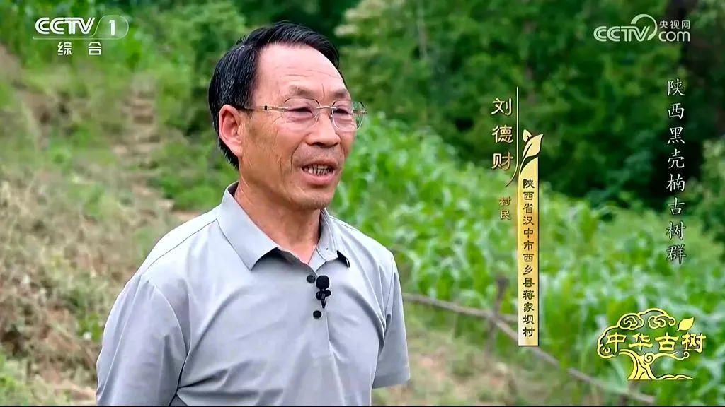 央视聚焦！西乡这片古树林惊艳了全国！