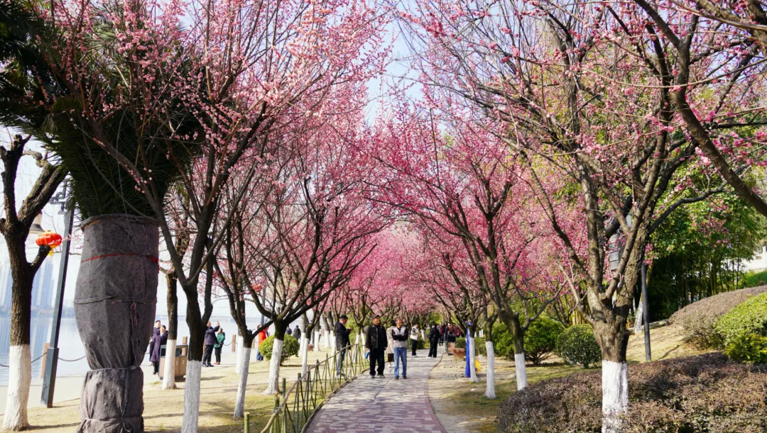 汉台新年怎么过？“一城三香”满新春