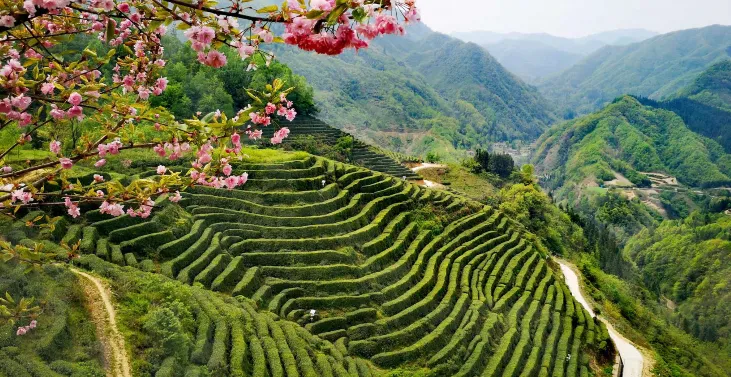 春假去茶园！沿着这条“汉中绿色”线路走→