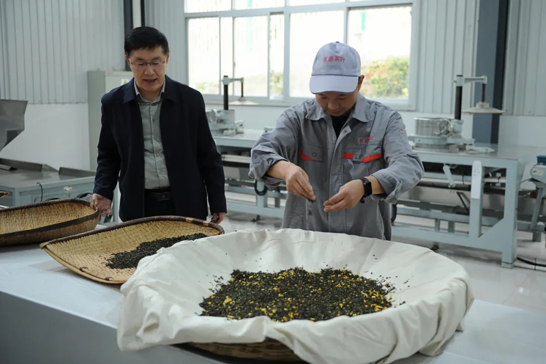 全国首个桔皮融合茶品！预计亩收益翻10倍→