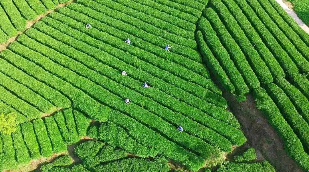 西乡茶叶樱桃采摘体验文化旅游活动启动