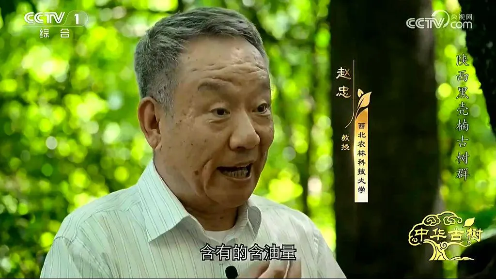 央视聚焦！西乡这片古树林惊艳了全国！