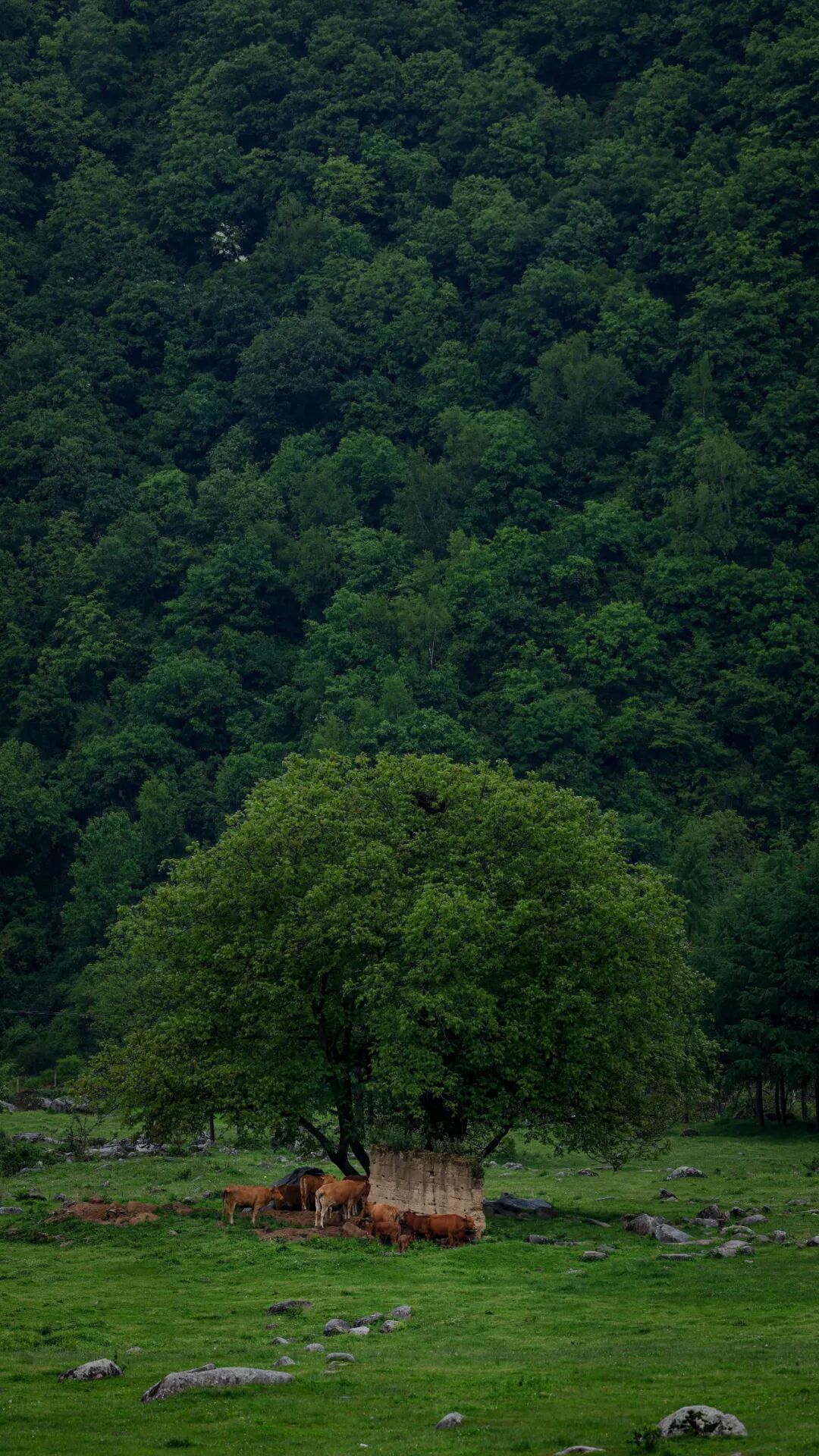 清明春假去哪玩?留坝这几条神仙路线,把秦岭春天一网打尽