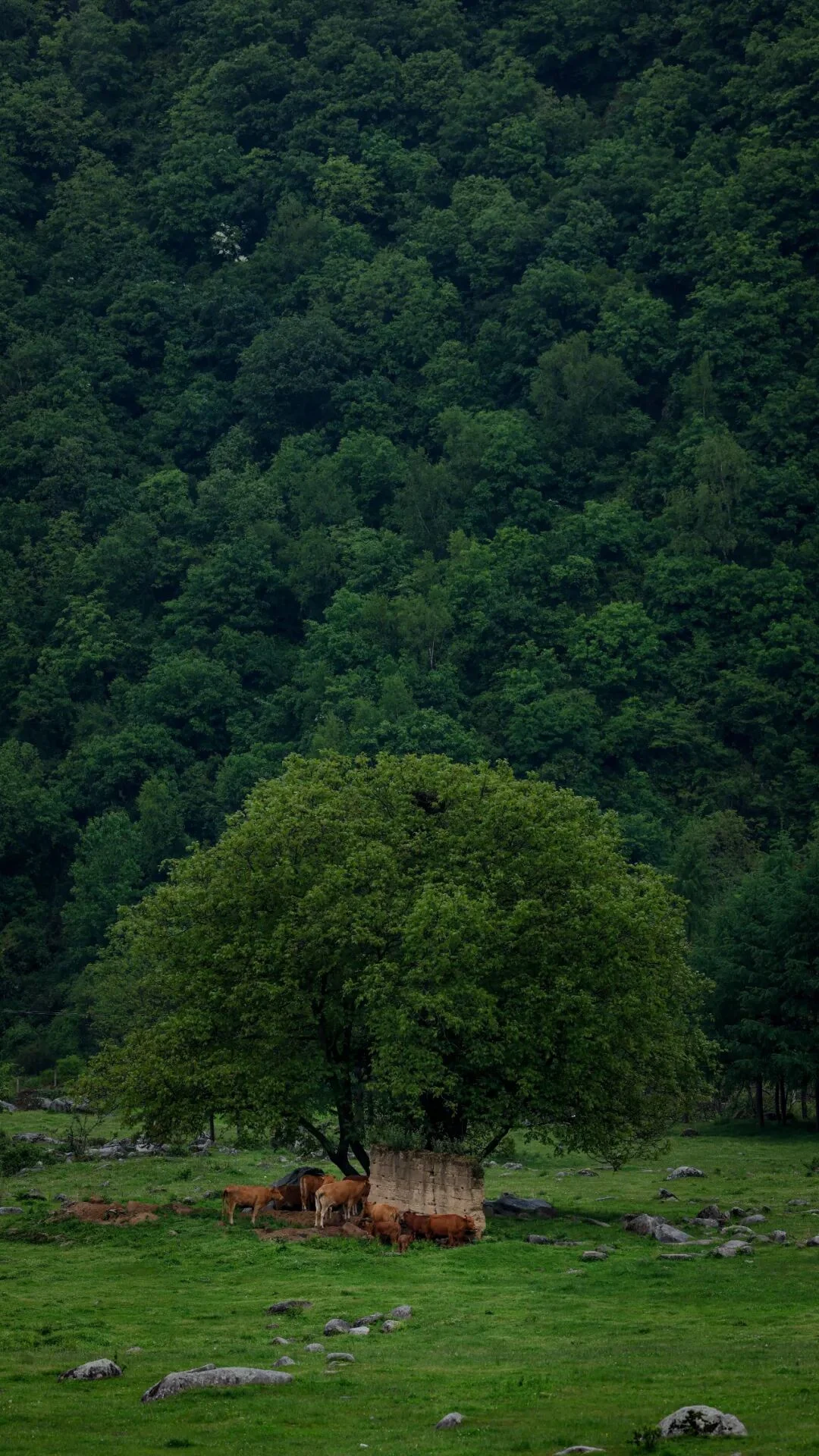 清明春假去哪玩?留坝这几条神仙路线,把秦岭春天一网打尽