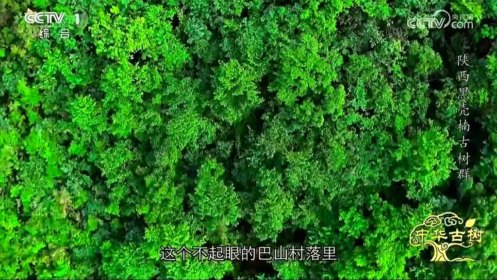 央视聚焦！西乡这片古树林惊艳了全国！