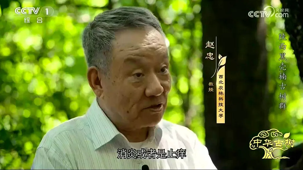 央视聚焦！西乡这片古树林惊艳了全国！