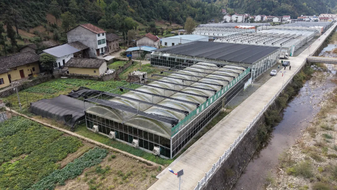 一边收一边种,长岭镇林下药香拓富路