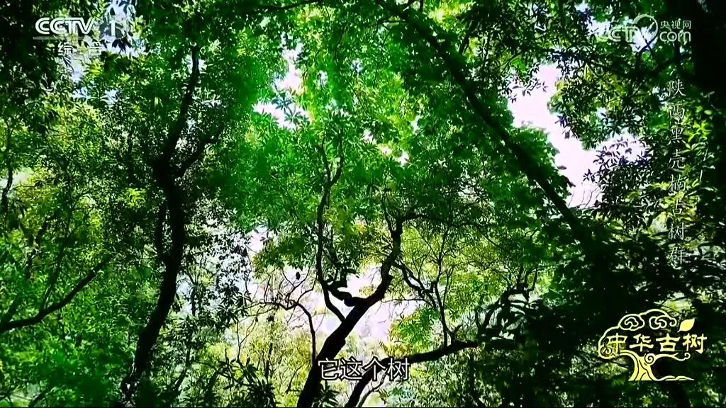 央视聚焦！西乡这片古树林惊艳了全国！