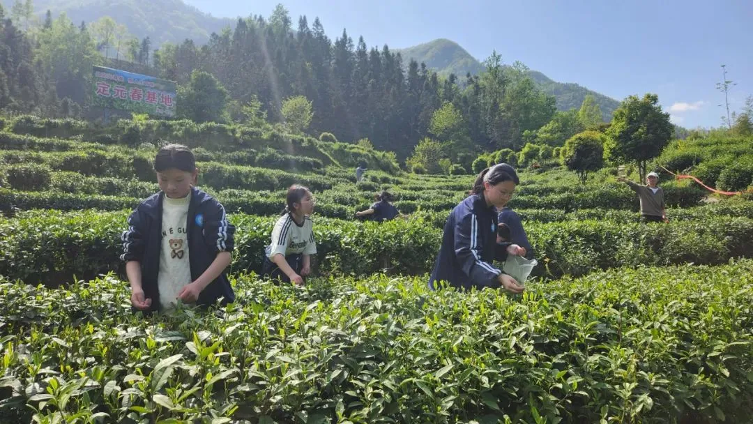 汉中有位“国茶大师”