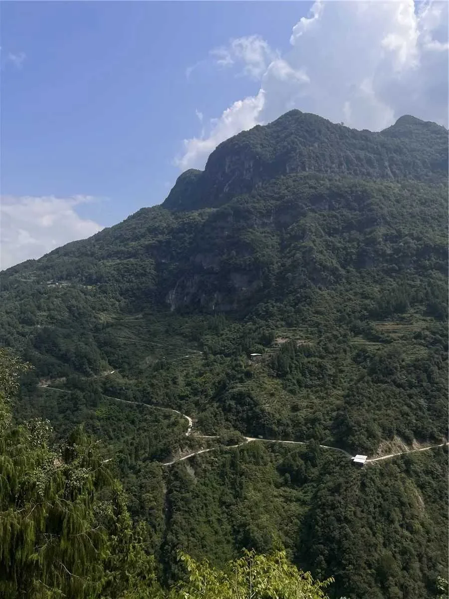 癸卯秋随李振峰先生与南郑诸君探访福成古茶树林记行路难