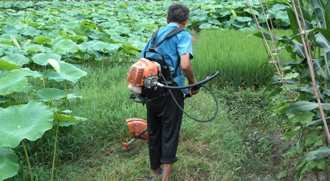 巴山镇：闲置地变身丰收田 冷水菜拓宽增收路