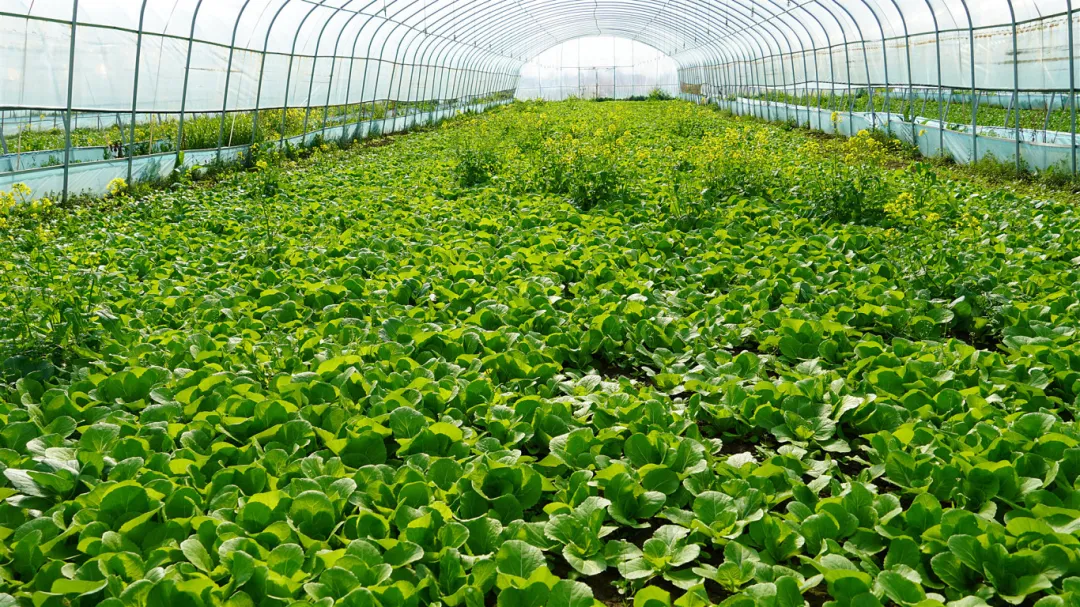 汉台区铺镇：发展设施农业 打造城区“菜篮子”