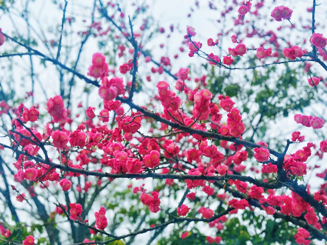 春日预报！汉台街头一大波花卉强势来袭