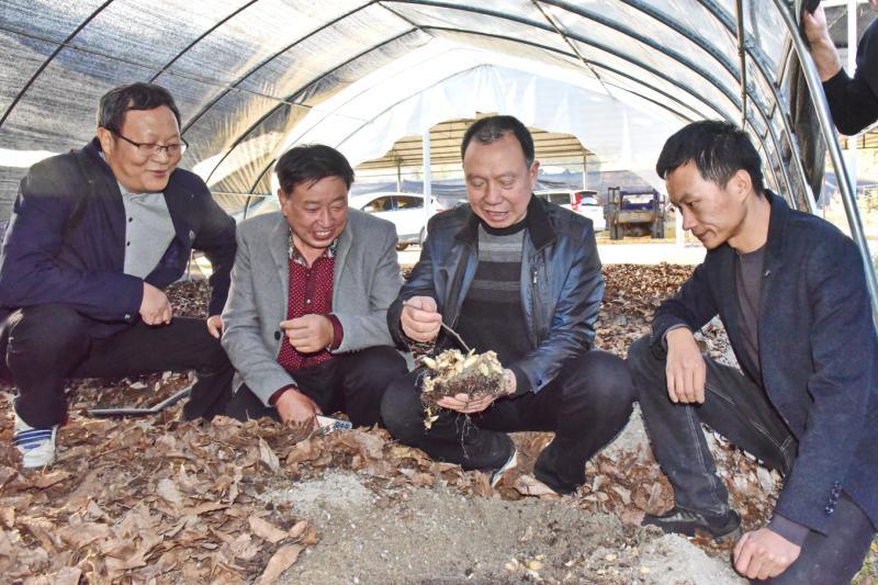 宁强真菌研究所研发优质菌种撑起天麻富民大产业