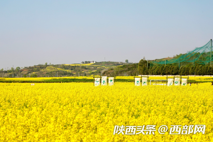 生态高颜值·发展高质量｜油菜花、牡丹花、黑稻田 汉中洋县有机产业有自己的“三原色”