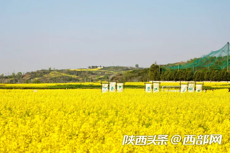 生态高颜值·发展高质量｜油菜花、牡丹花、黑稻田 汉中洋县有机产业有自己的“三原色”