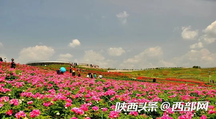 生态高颜值·发展高质量｜油菜花、牡丹花、黑稻田 汉中洋县有机产业有自己的“三原色”