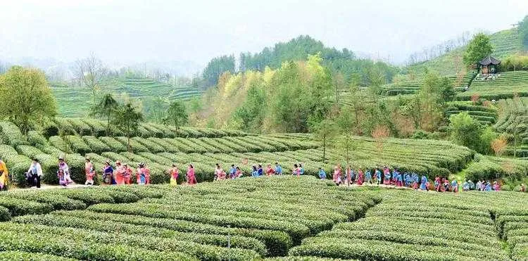 2023中国最美油菜花海汉中旅游文化节宁强分会场活动启动