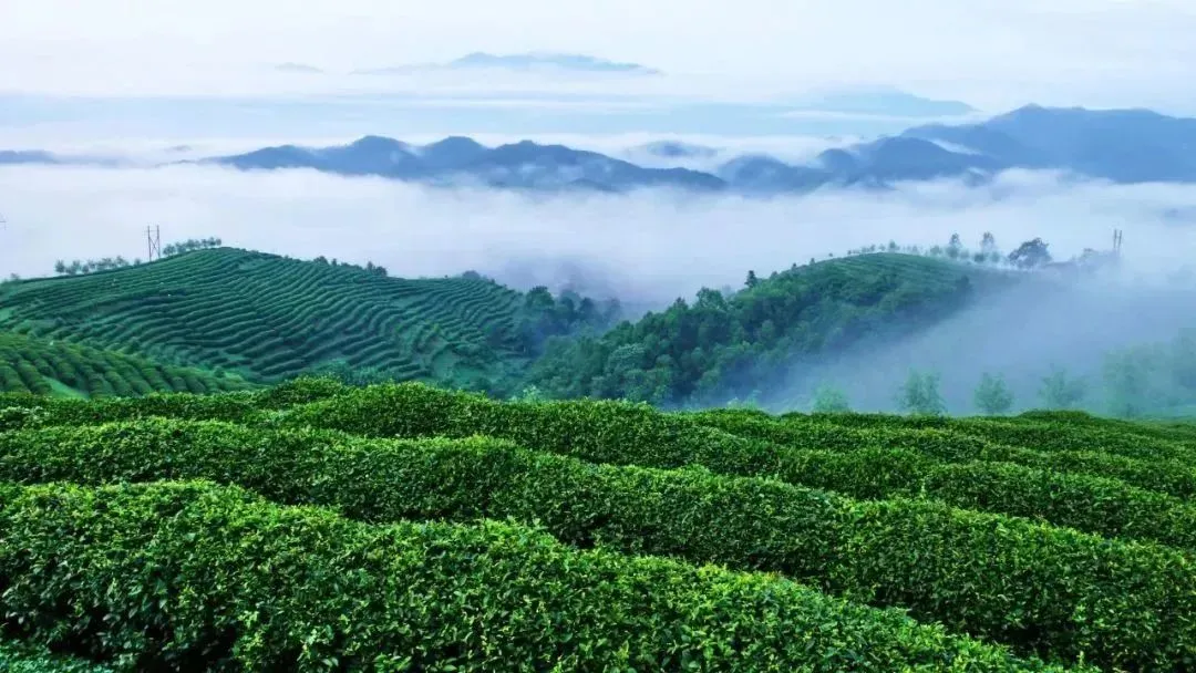 春假去茶园!沿着这条“汉中绿色”线路走→