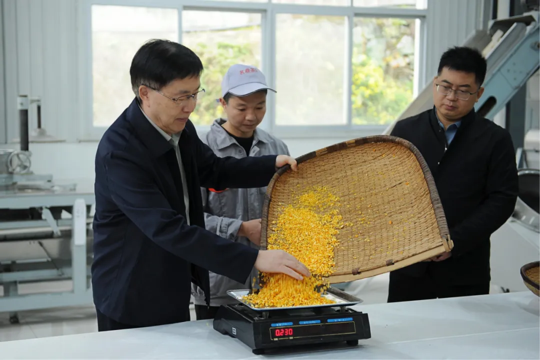 全国首个桔皮融合茶品！预计亩收益翻10倍→