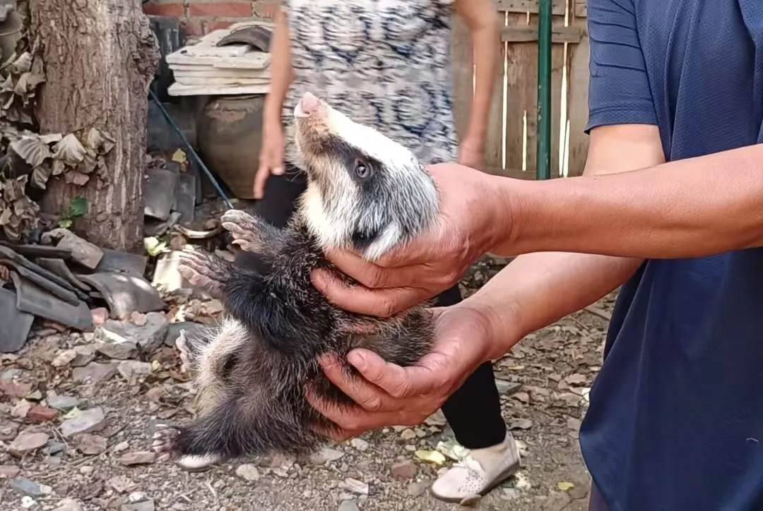 汉中成功救助国家二级保护动物猪獾！