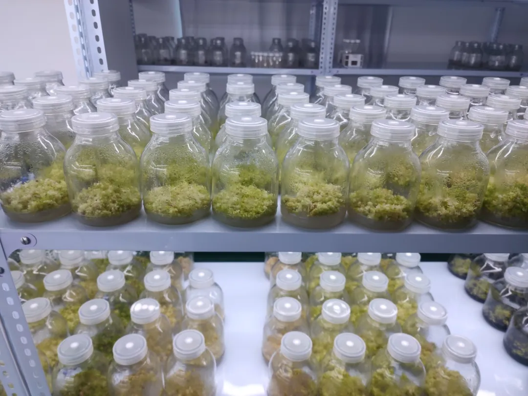 全省中药材良种繁育基地！汉台一企业入选！