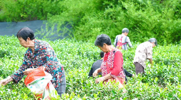 喜茶、古茗、茶话弄!原来有“汉中味道”→