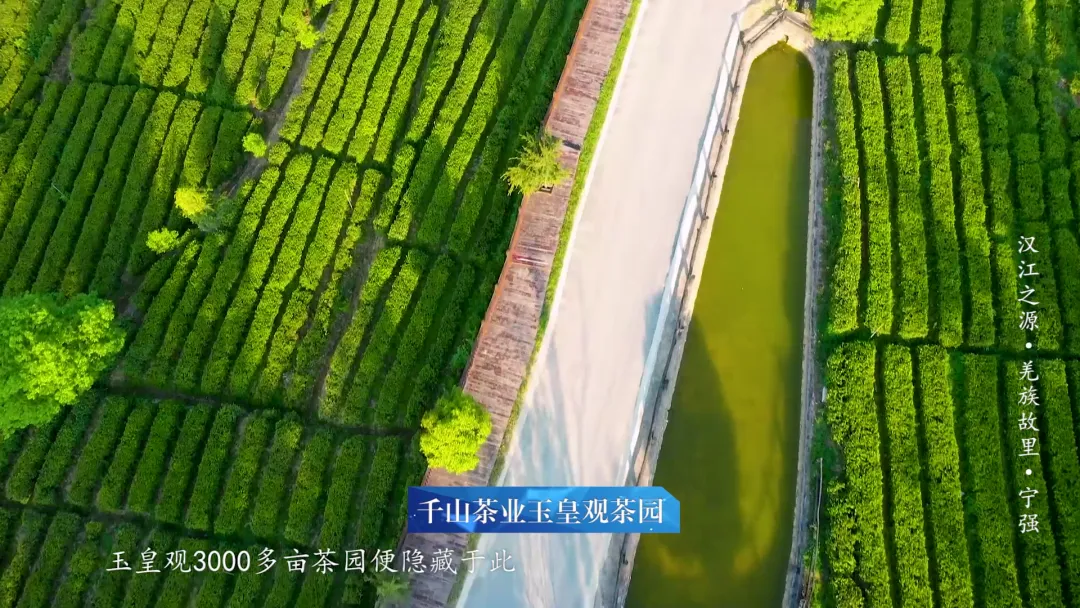 春假去茶园!沿着这条“汉中绿色”线路走→
