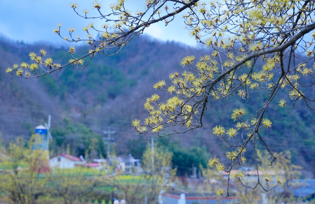 佛坪春日漫之旅：雪山缀金黄，烟火伴清欢，这才是春天该有的样子