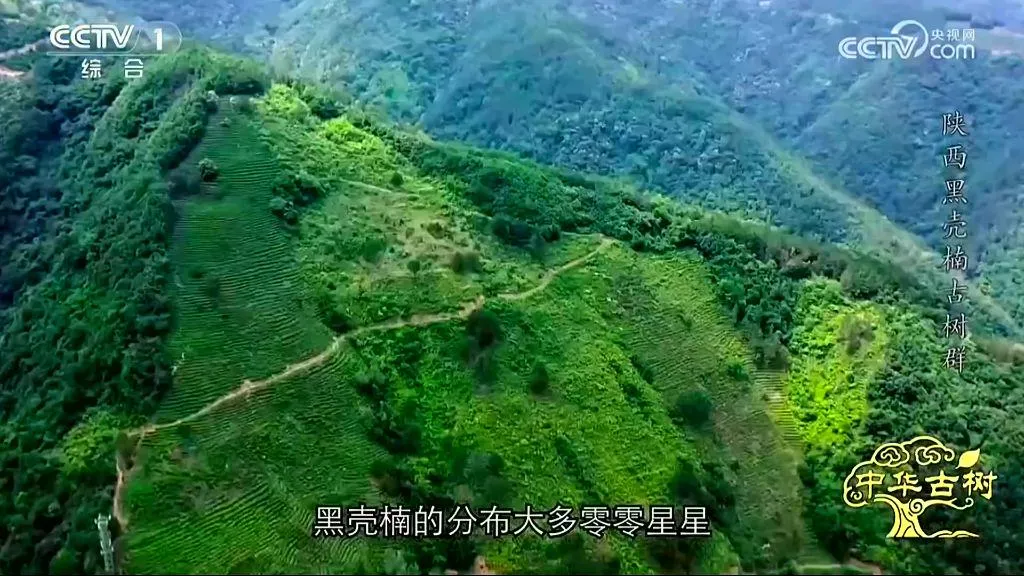 央视聚焦！西乡这片古树林惊艳了全国！