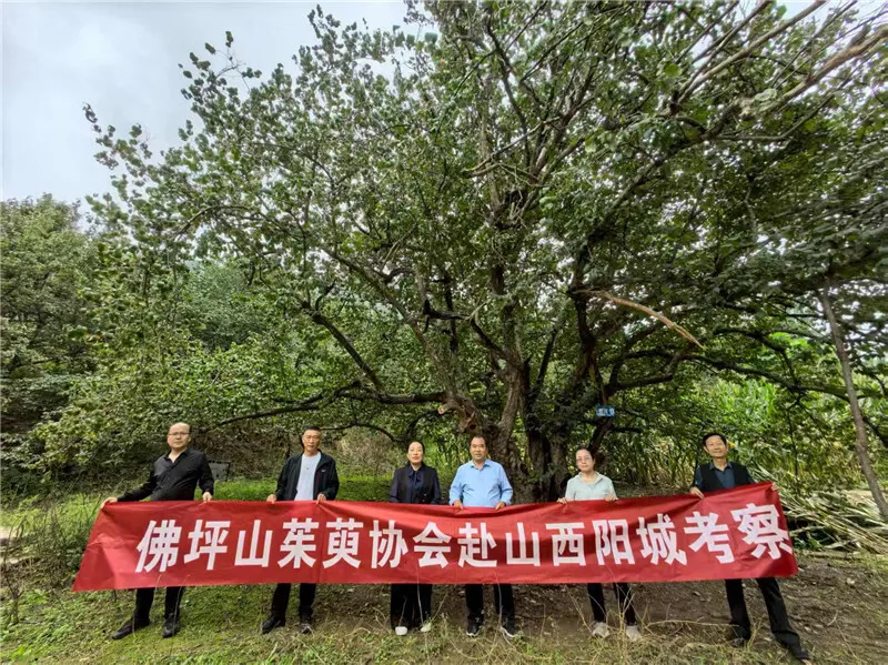 李茂武 | 更把茱萸仔细看——佛坪县山茱萸协会赴山西阳城交流记