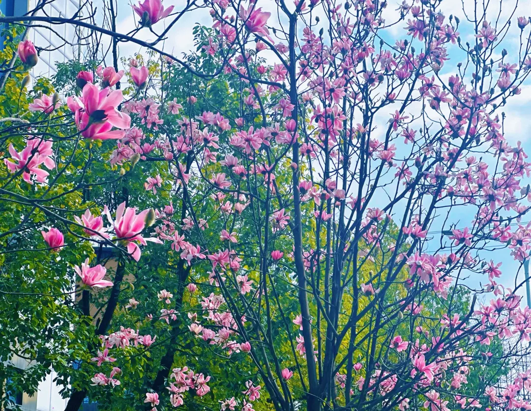 春日预报！汉台街头一大波花卉强势来袭