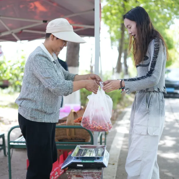 西乡县举行2025茶叶樱桃采摘体验活动暨西乡—启东文化交流活动