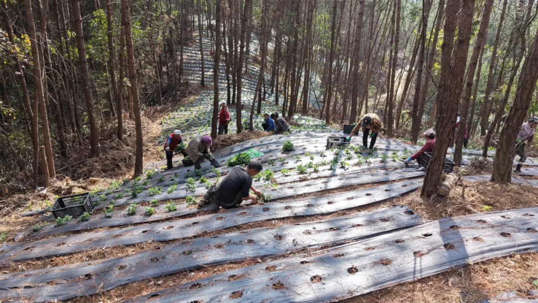 一边收一边种,长岭镇林下药香拓富路
