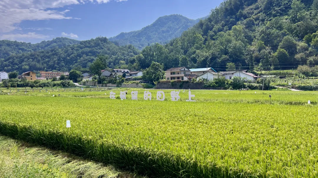 垂钓、逛展、追音乐… 陈家坝稻田音乐季，承包你的周末快乐！