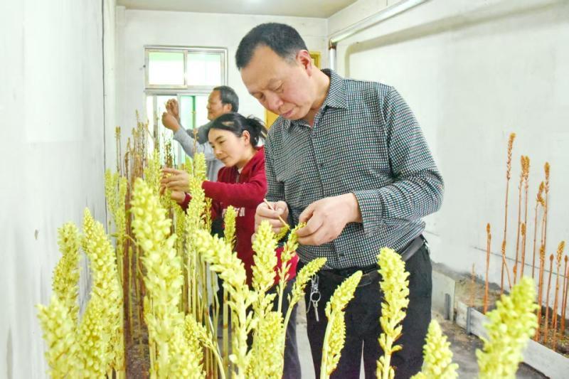 宁强真菌研究所研发优质菌种撑起天麻富民大产业