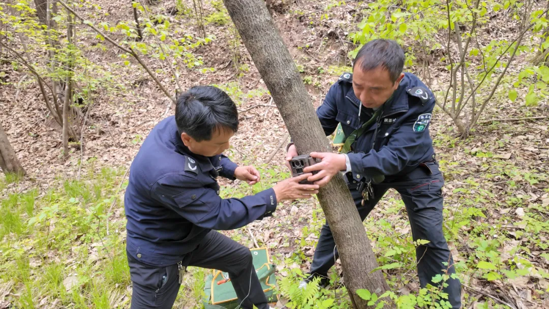 踏遍9943公顷山林！汉中这12名“看树人”被国家表彰！